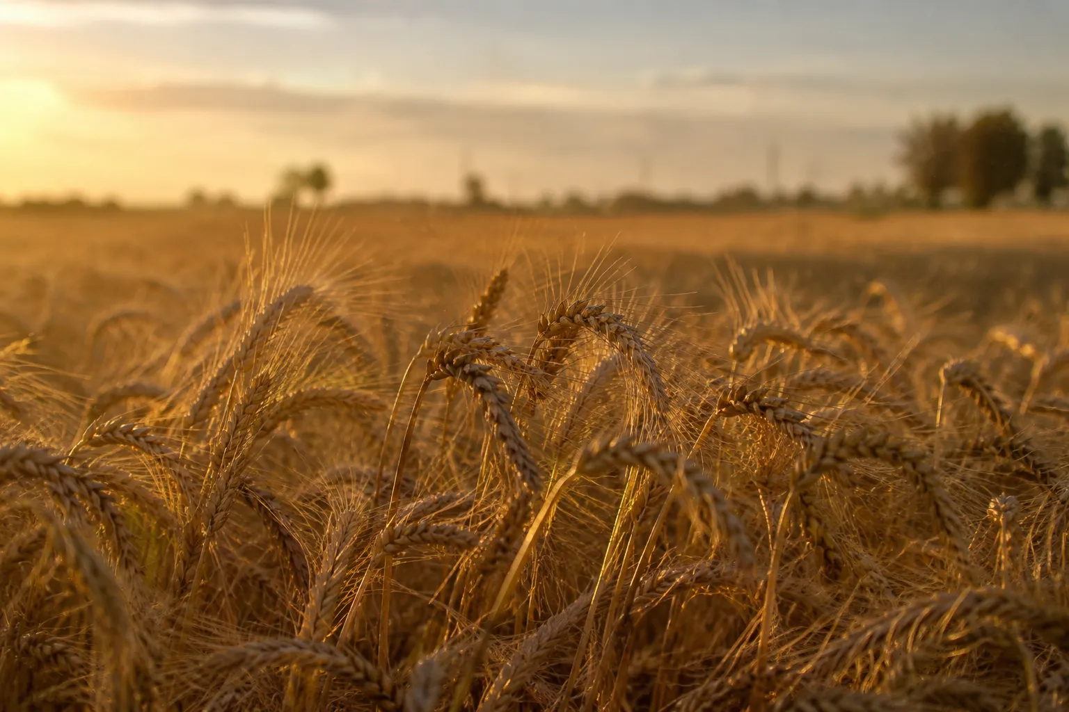 Ripe wheat field at golden hour